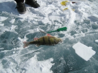 Рыбалка в Монголии  Озеро Лебяжье