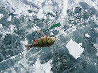 Рыбалка в Монголии  Озеро Лебяжье